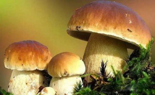 【每周优品】开创菌汤新时代，，是野生菌调味品食材标杆品牌！ - 佰富彩有限公司官网